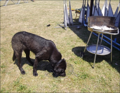 Rosalie - unsere Grillputze