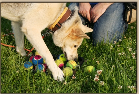 Sky sucht das Leckerchen unter vielen Bällen