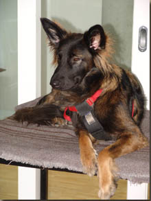 Lara, eine geduldige "Patientin"