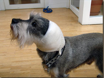 Pepper mit Ohrverband