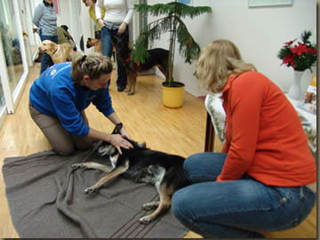 Connie wird für den Transport vorbereitet