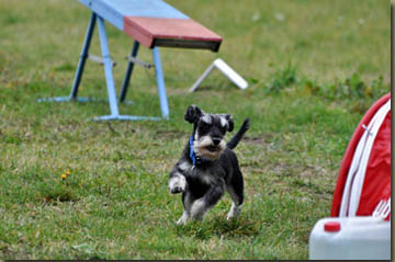 Percy zeigte, was er kann