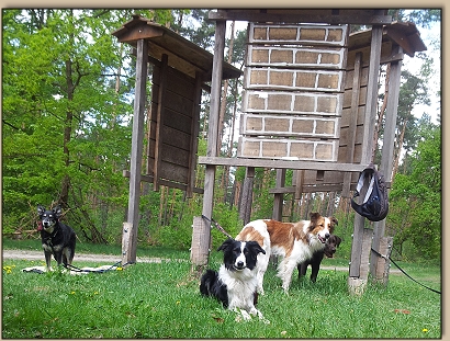 die Hunde ruhen sich aus