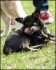 Bailey - kleiner Hund mit groer Zunge