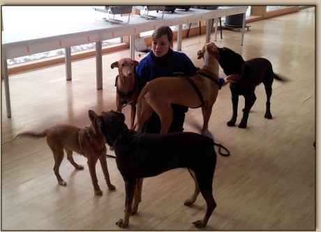 Clotti als Hundesitter