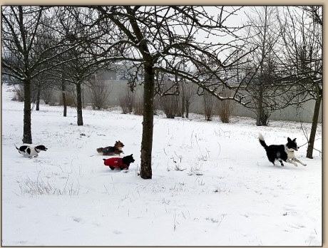 Die Flinken Pfoten - Gruppenfoto
