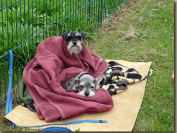 Pepper und Percy fühlten sich auch wohl