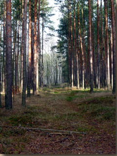 Wald
