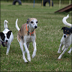 Kira, Fly und Meggie