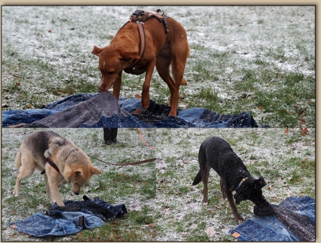 Perita, Sky und Tina durchwühlen die Hosentaschendecke