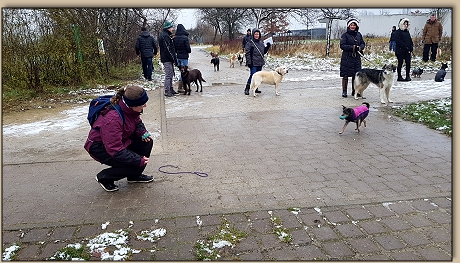 Jeanny bringt den Ball zurück