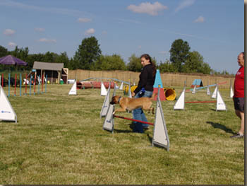 Körpersprache - hier Training an der Hürde für Steff und Abby 