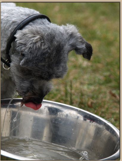 Jimmy taucht nach Wrstchen