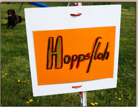 Hoppsfloh