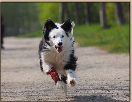 Ronja beim Hunderennen
