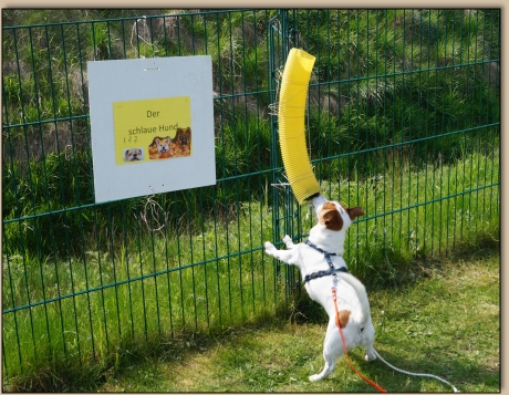 Cosmo bei der Leckerchenbefreiung