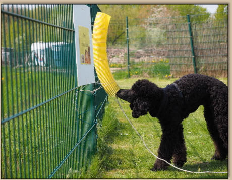 Penny versucht sich am Leckerlie- Rohr