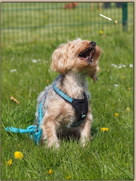 Cookie fngt die Wurst