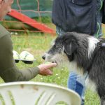 Alles im Eimer Kalle